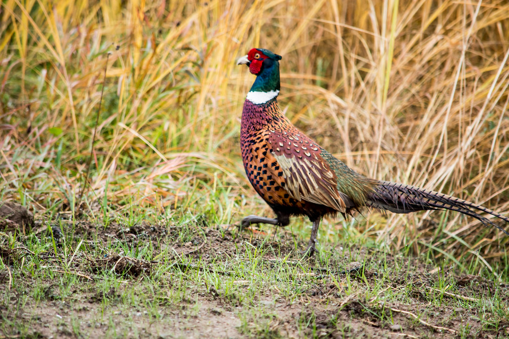 COVID-19 UPDATE ON PHEASANT SHOOTING