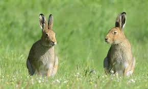 Deadly Disease found in Irish Hares and Rabbits