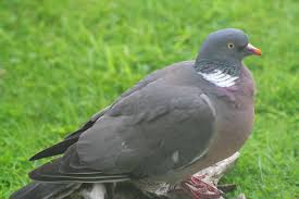WOOD PIGEONS – IFA COUNTRYSIDE MAKES SUBMISSION FOR DEROGATION UNDER EU BIRDS DIRECTIVE
