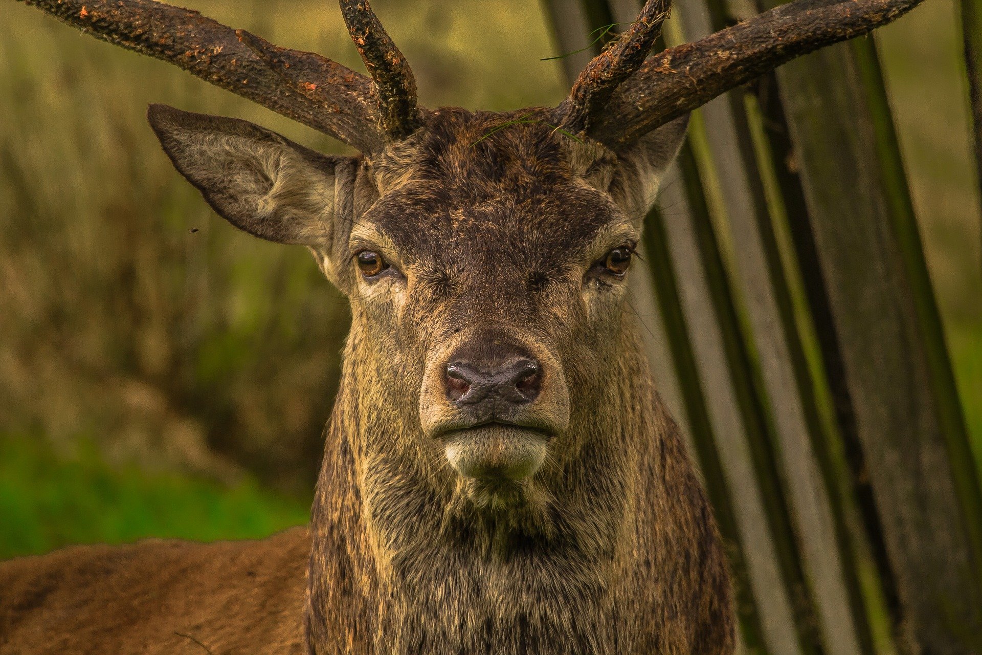 IFA Countryside Deer Licences Update