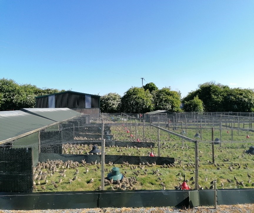 pheasant farm