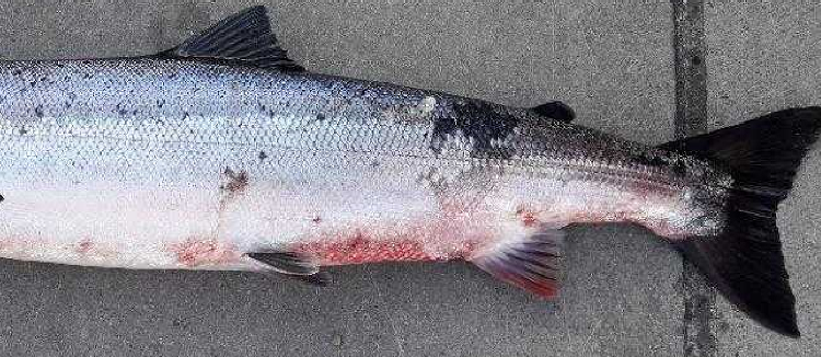 Inland Fisheries Ireland appeal for reports of red skin disease in salmon