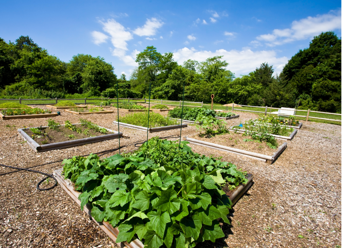 Over €800,000 in funding for community gardens, outdoor spaces and allotments announced