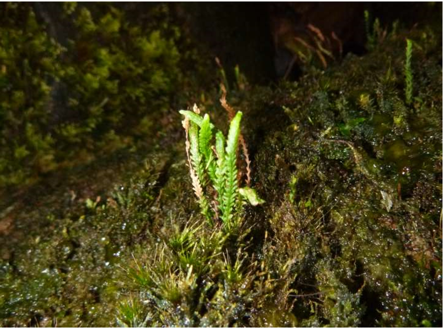 Second population of rare Kerry Mousetail fern discovered