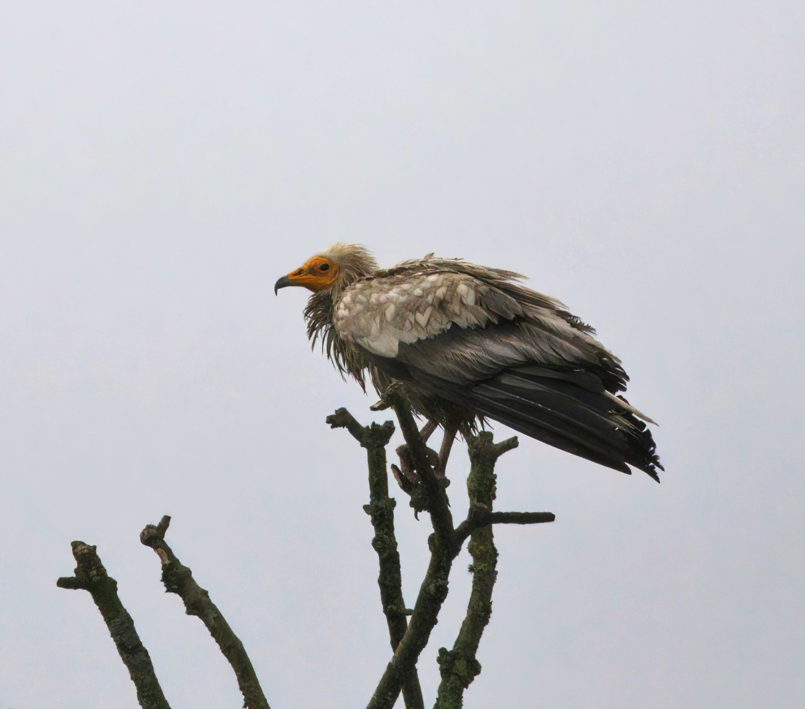 New Year’s Eve sighting of Egyptian Vulture in South Roscommon by National Parks and Wildlife Services Staff