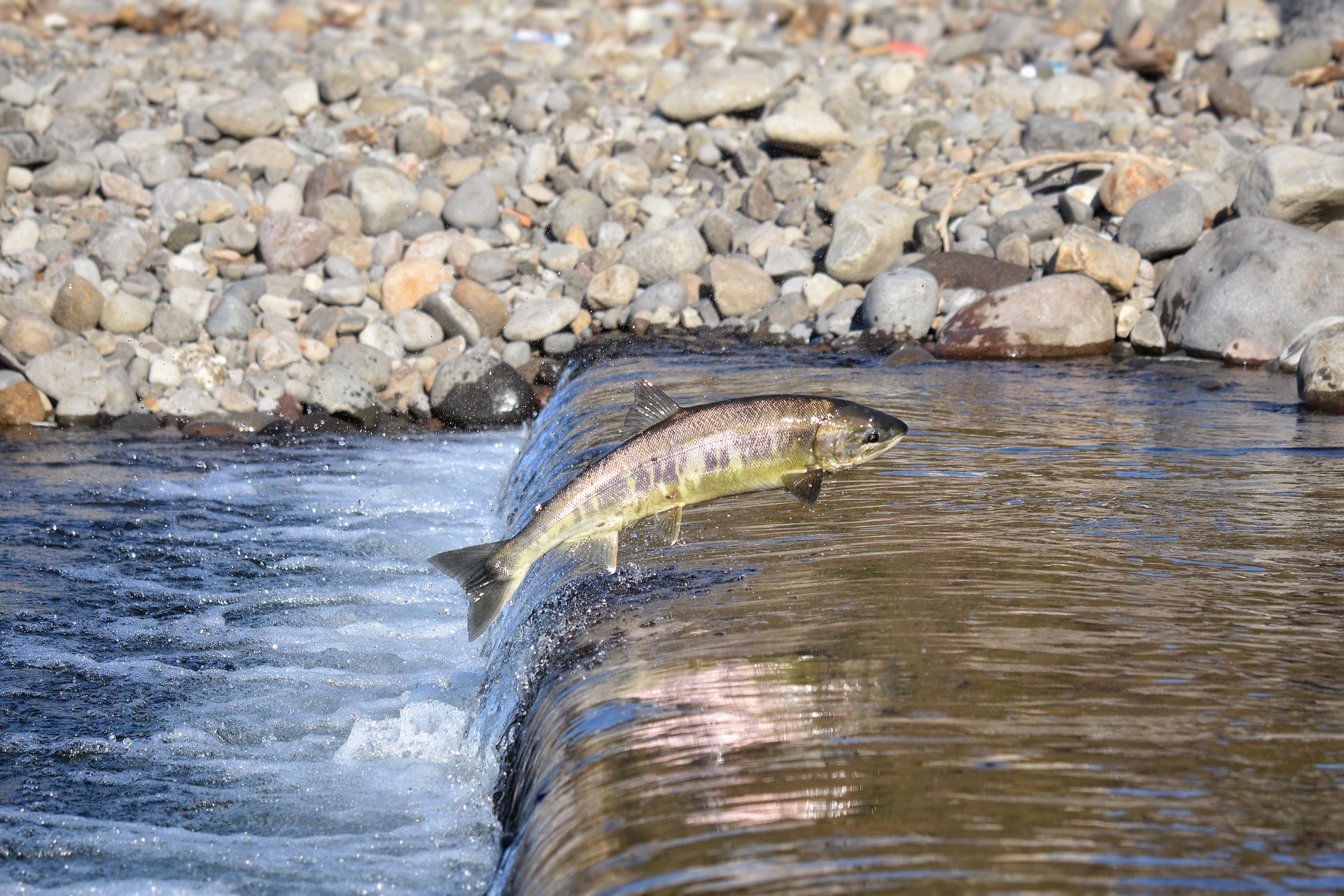 ‘Brown Tags’ conservation regulations come into force for Salmon Anglers on Lower River Lee in Cork