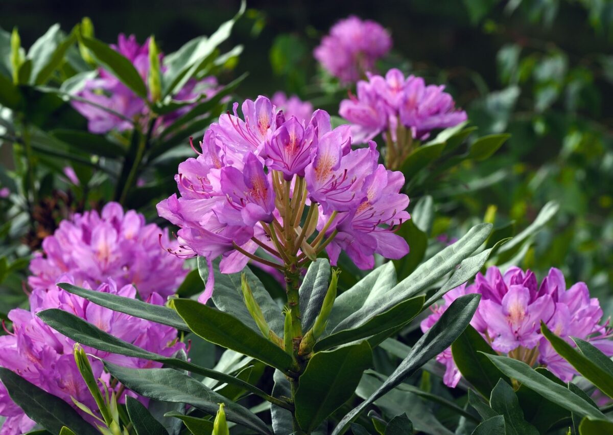 Mayo Rhododendron Control Project Launched 