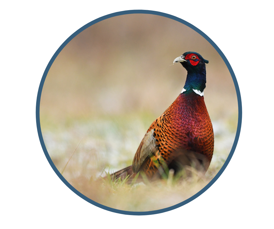 Safe handling of wild game meat course (8)