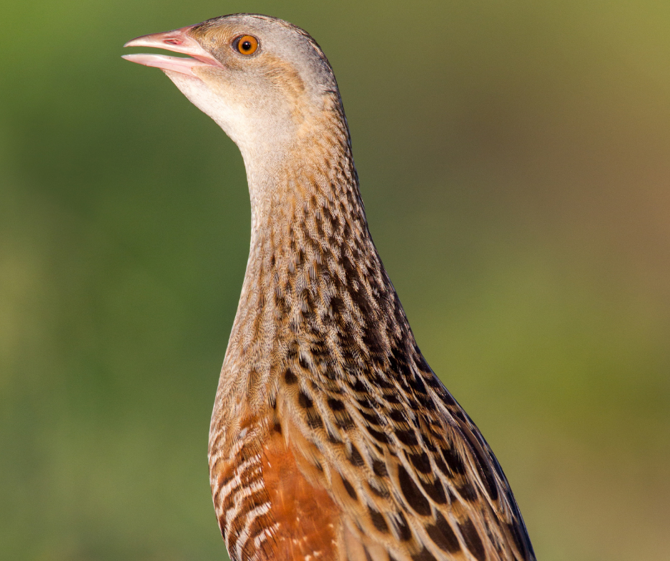 Corncrake LIFE: new €5.9m EU-funded conservation project aims to deliver a 20% increase in Corncrake population  
