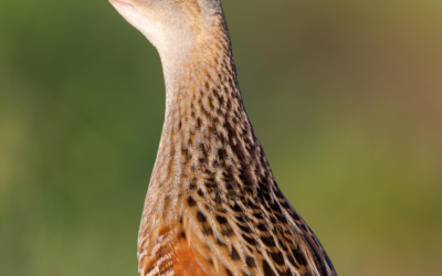 Corncrake LIFE: new €5.9m EU-funded conservation project aims to deliver a 20% increase in Corncrake population  