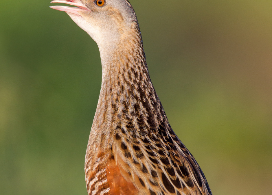 Corncrake LIFE: new €5.9m EU-funded conservation project aims to deliver a 20% increase in Corncrake population  