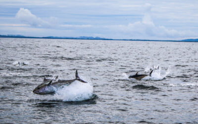 Scientific ‘catch-tag-release’ survey programme opens for charter skippers