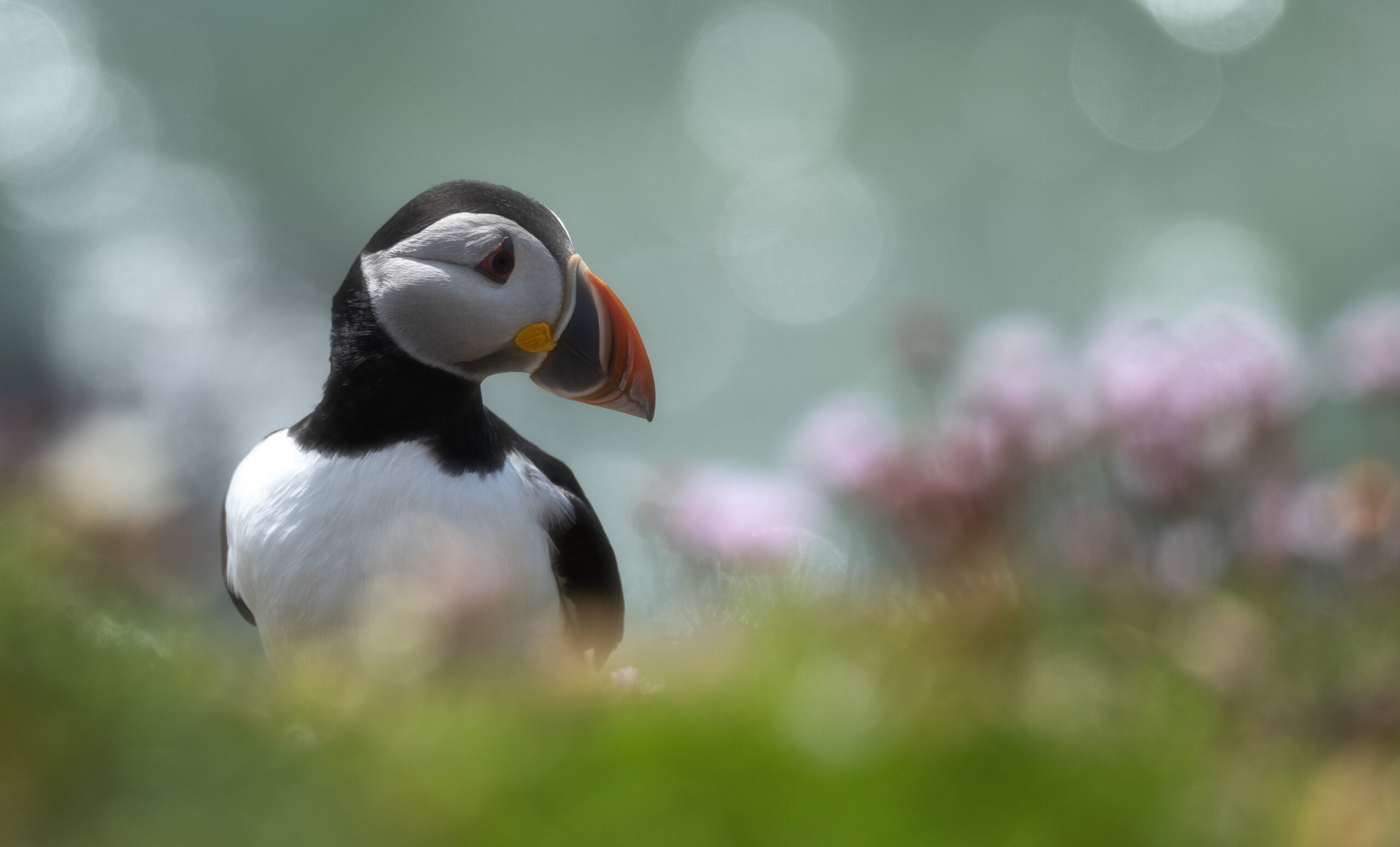 Puffin-in-the-pink