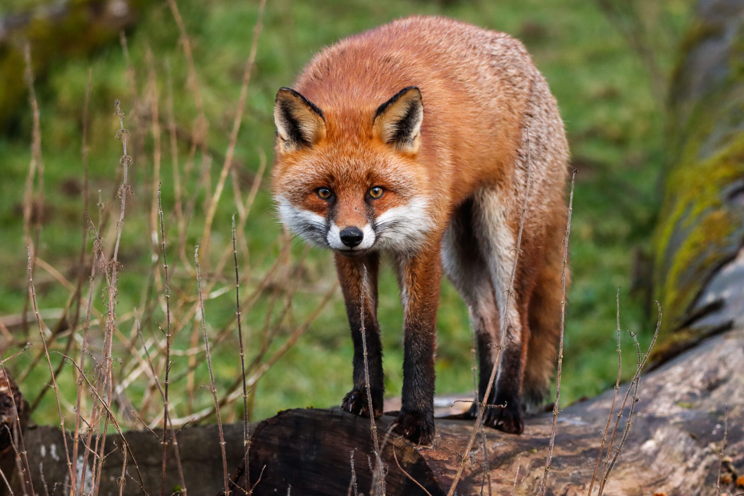 fantastic mr fox