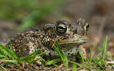 Ireland’s first captive-bred Natterjack toadlets released into the wild