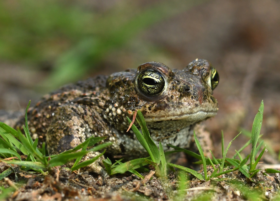 Ireland’s first captive-bred Natterjack toadlets released into the wild