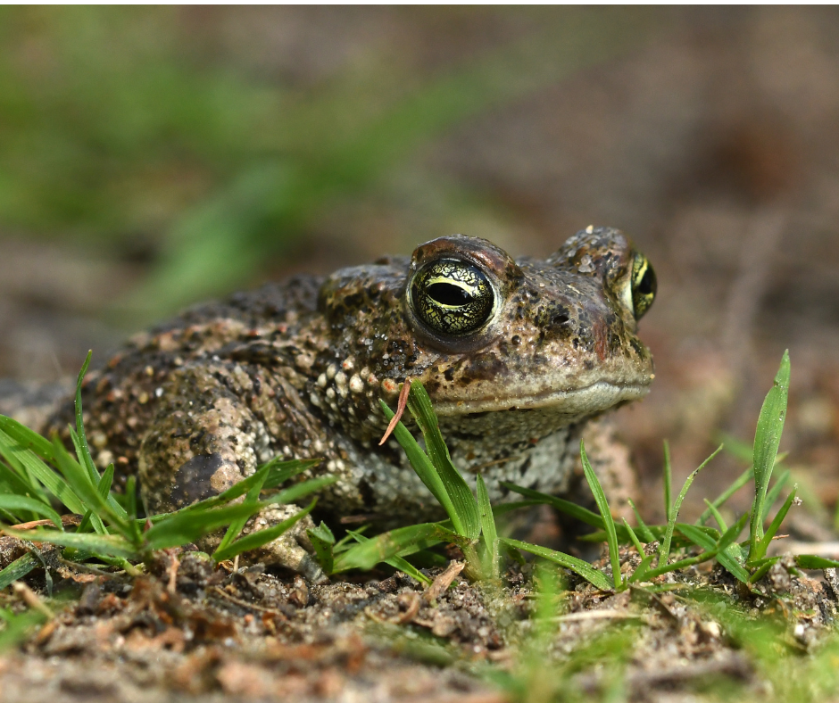 Ireland’s first captive-bred Natterjack toadlets released into the wild