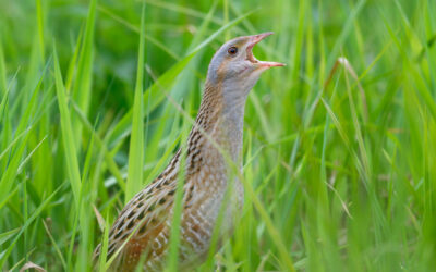 Farmers praised as Irish corncrake numbers increase by 5%