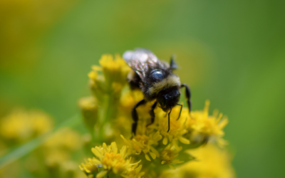 Government announces €1.4 million for local biodiversity projects