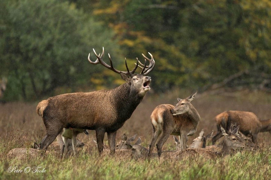 Motorists urged to be vigilant during deer breeding season