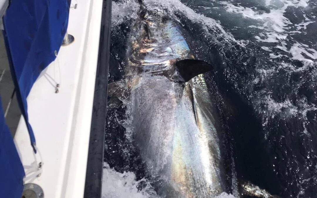 Inland Fisheries Ireland lands record recaptures of Atlantic bluefin tuna as fishing season nears end