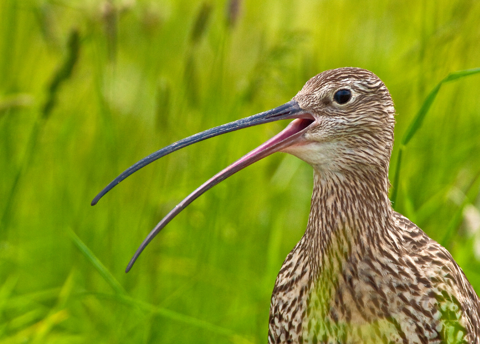 Encouraging signs from Curlew Conservation Programme but conservation efforts will take time