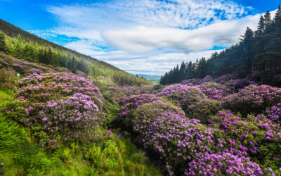 Government calls on the public to have their say in reviewing Ireland’s Wildlife Legislation