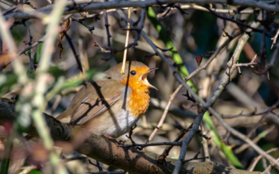 Calls for Vigilance to Protect Nature as Nesting & Breeding Season Approaches