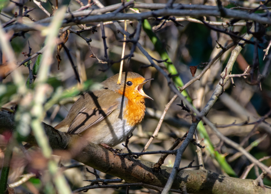 Calls for Vigilance to Protect Nature as Nesting & Breeding Season Approaches
