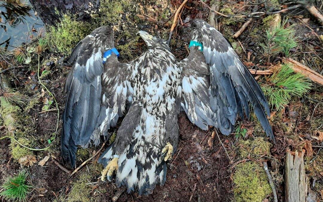 National Parks and Wildlife Service (NPWS) deplores the killing of a white-tailed eagle in Co. Roscommon and appeals to the public for information