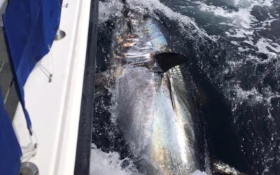 Irish data collection programme set to catch, tag and release hundreds of the world’s largest tuna in 2024