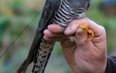 Back from Africa – Success for Irish Cuckoo Tracking Project as Cuach KP lands in Killarney National Park