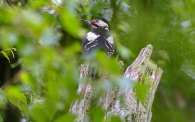 Excitement in Killarney following first breeding the Great Spotted Woodpecker 