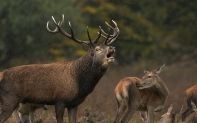 Motorists urged to be vigilant during deer breeding season