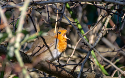 Minister O’Sullivan calls on the public to protect our birds as nesting season approaches 