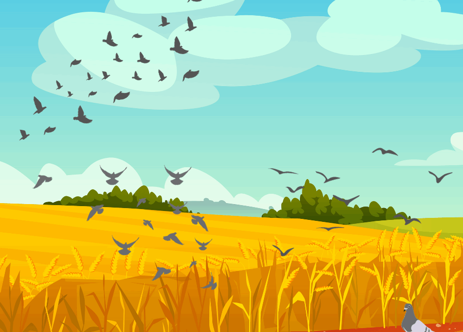 IFA Countryside Urges Members to Complete 2025 Wild Bird Declaration Returns