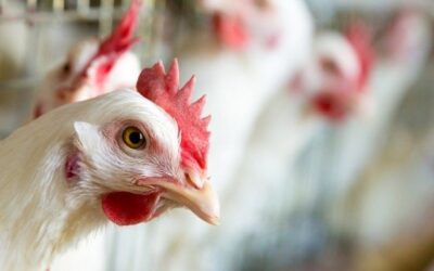 NDCC Avian Influenza Update 12 of 2025