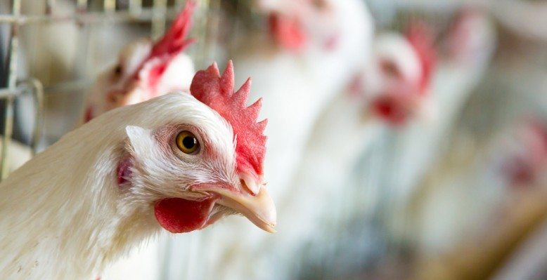 NDCC Avian Influenza Update 12 of 2025