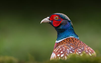 IFA Countryside Announces Winner of 2025 “Nature Through the Lens” Photography Competition